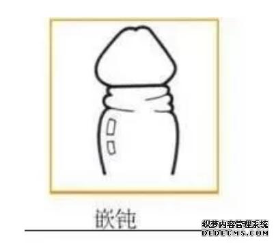 包皮